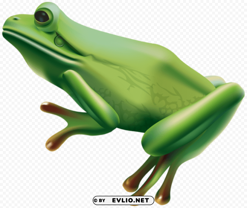 frog Isolated Item on Clear Transparent PNG