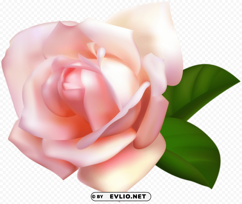 rose beautiful PNG Graphic Isolated on Transparent Background