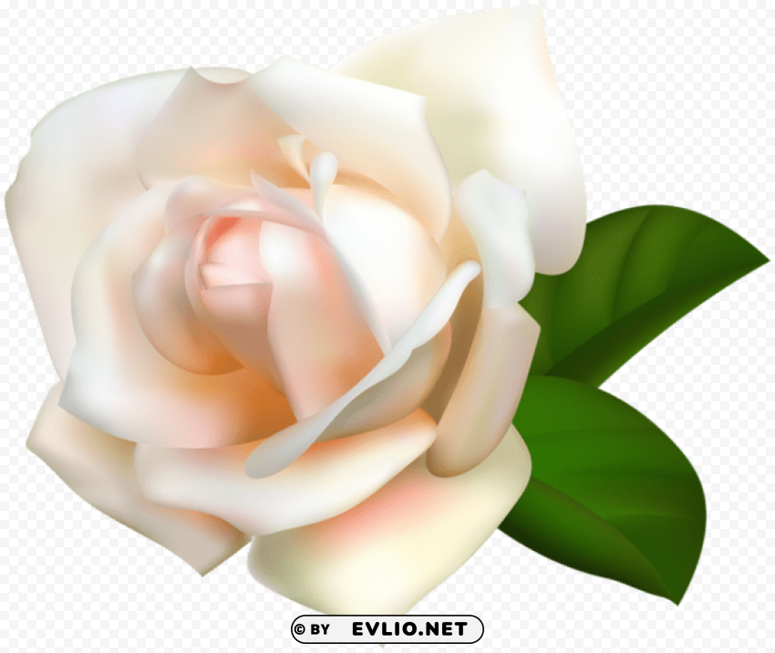 PNG image of white rose PNG format with no background with a clear background - Image ID ff88e8ae