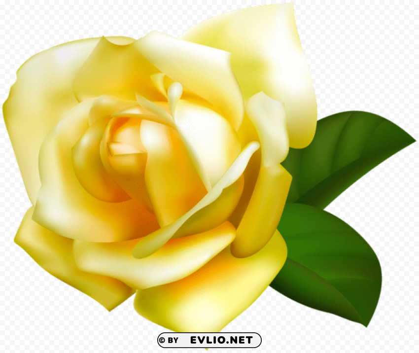 yellow rose PNG for presentations