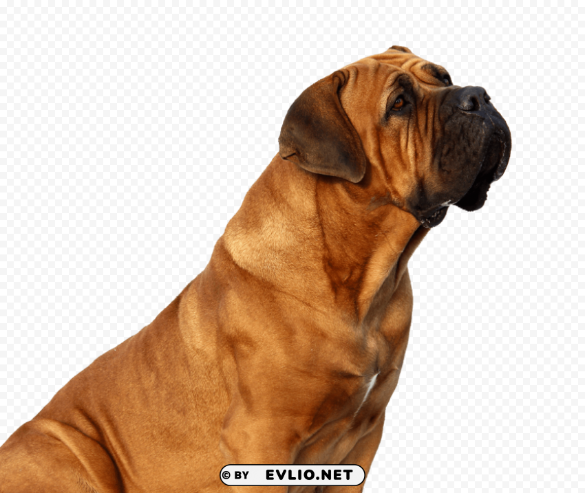 dog looking Free PNG download