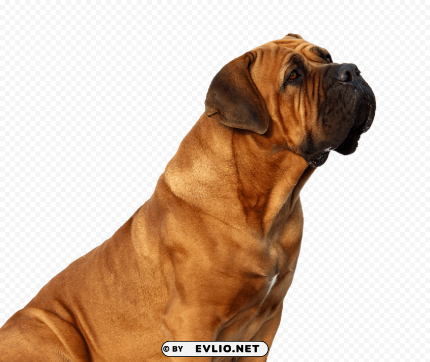 dog looking PNG images with alpha channel diverse selection
