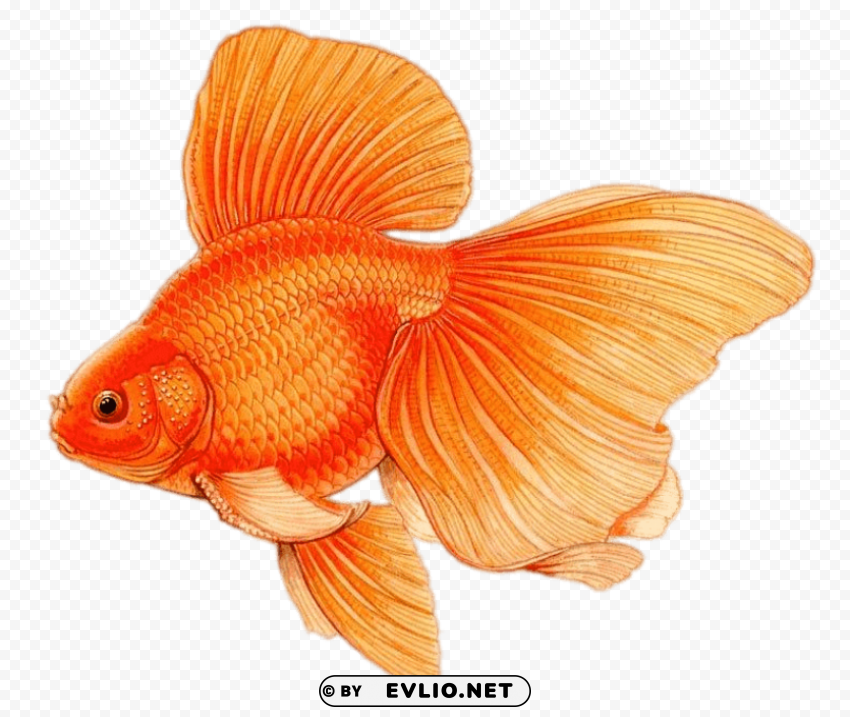 goldfish with large fins drawing PNG images with transparent canvas assortment