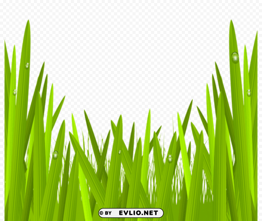 green grass Isolated PNG on Transparent Background