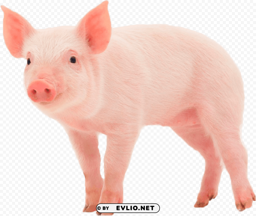 pig Isolated Graphic on HighQuality PNG png images background - Image ID be6463c2