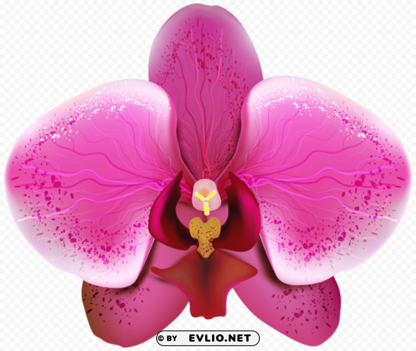 Pnk Orchid PNG Transparent Images For Websites