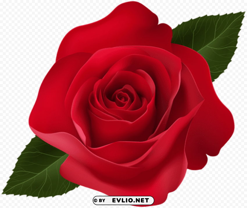 red rose Isolated Graphic with Transparent Background PNG