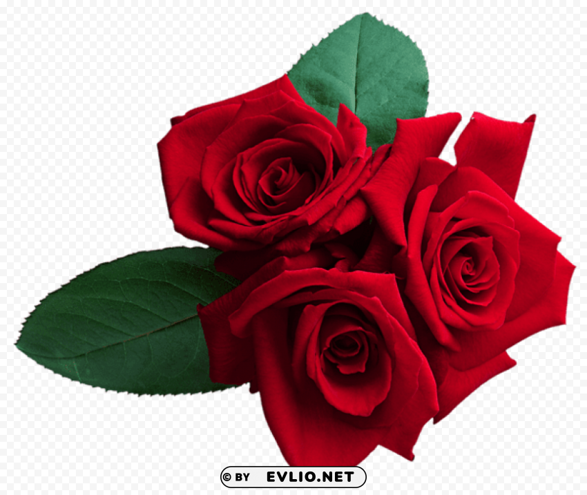 Red Roses Isolated Subject In HighResolution PNG