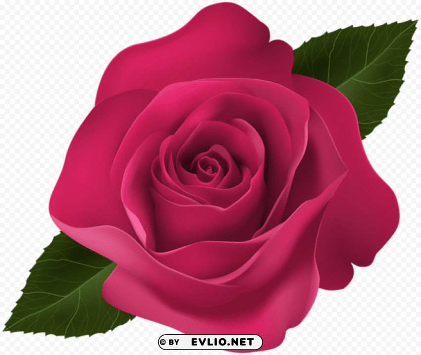 Rose Pink Isolated Icon With Clear Background PNG