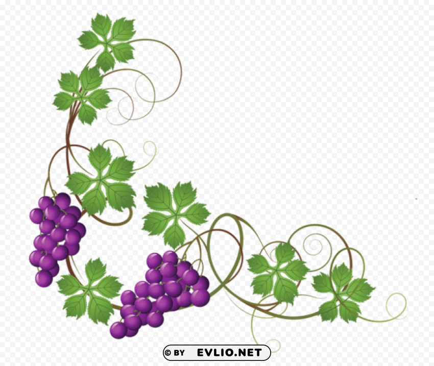 transparent vine decorationpicture Isolated Item on Clear Background PNG