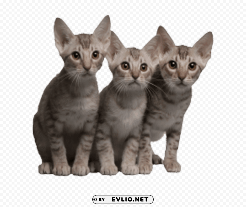 cute kittens free desktop High-resolution PNG images with transparency wide set