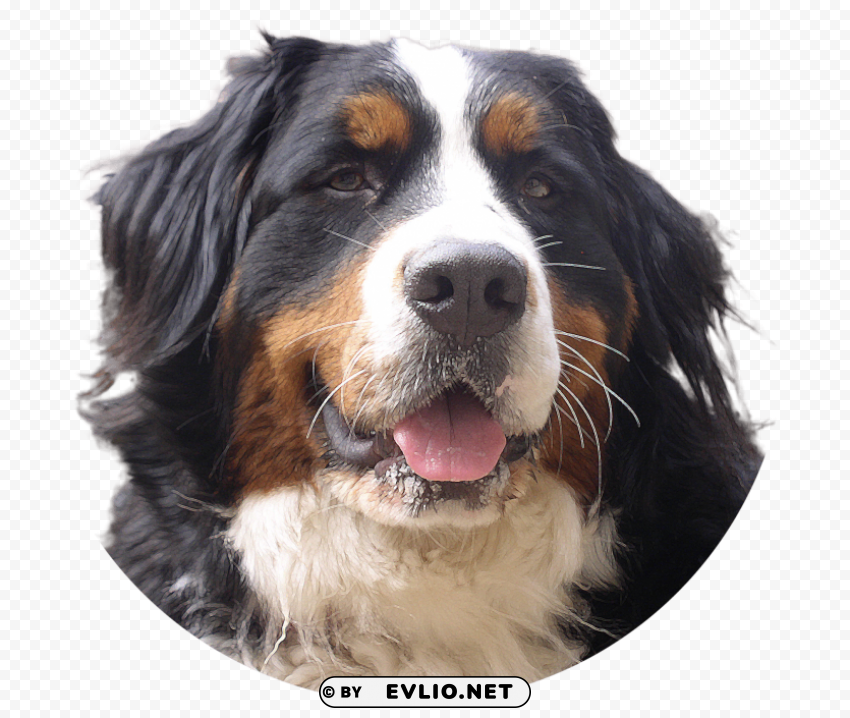 dog Isolated Subject with Clear Transparent PNG