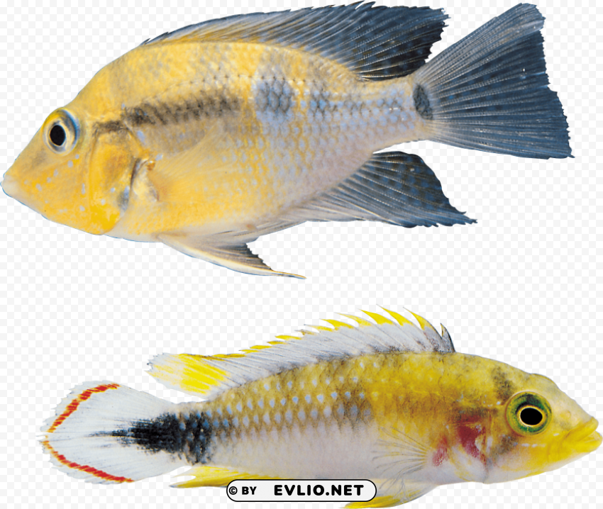 fish Transparent PNG pictures complete compilation