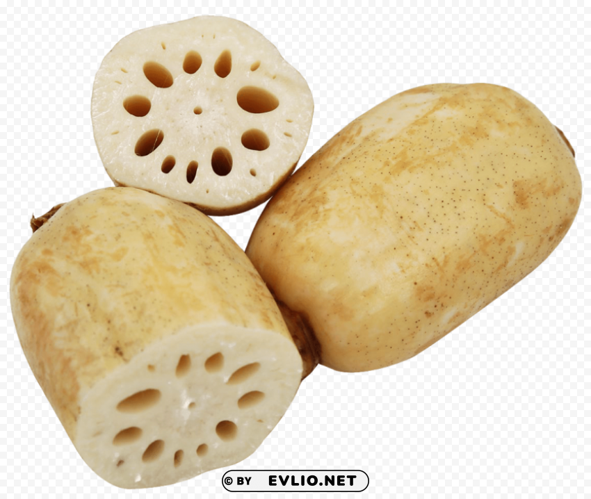 lotus root PNG Illustration Isolated on Transparent Backdrop