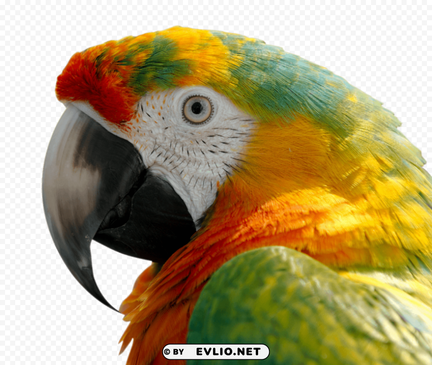 Macaw PNG transparent graphics for projects