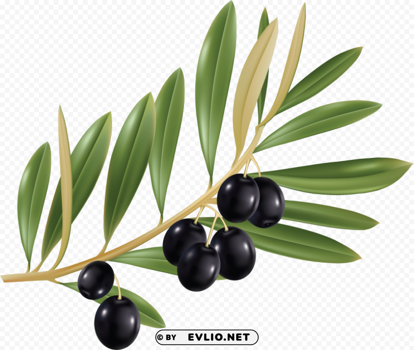 olives PNG files with no royalties
