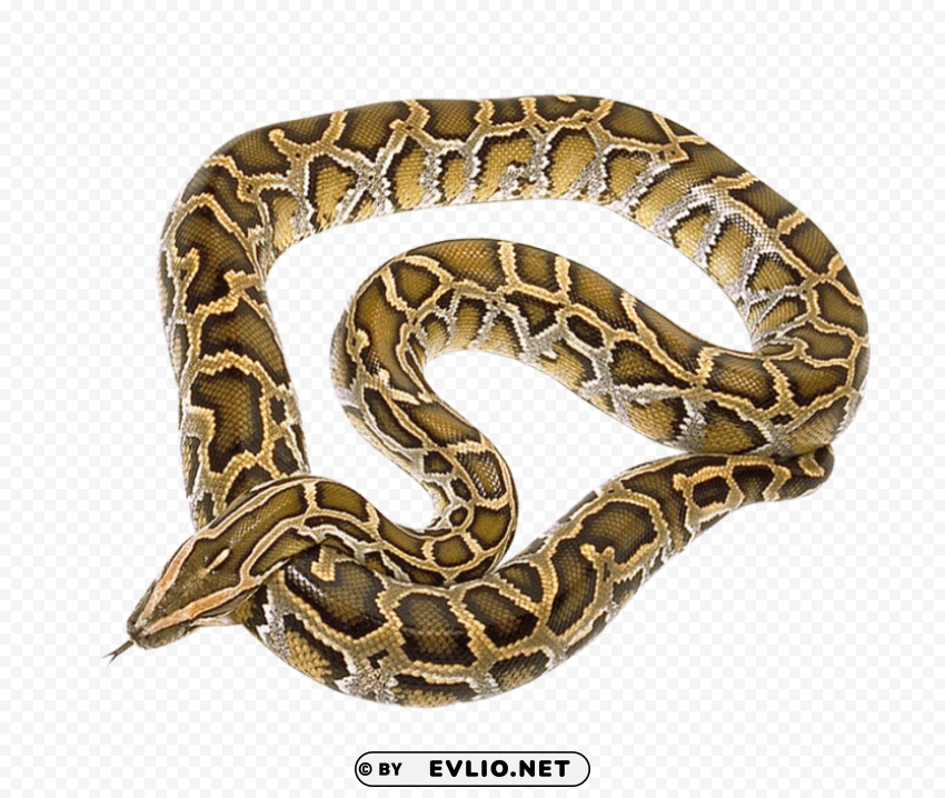 Snake PNG With No Background Required