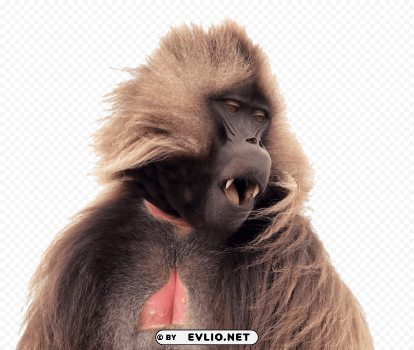 baboon no Transparent Background PNG Isolation png images background - Image ID 9014346f