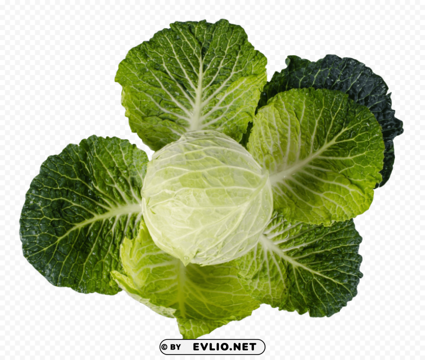 cabbage Isolated Object on HighQuality Transparent PNG