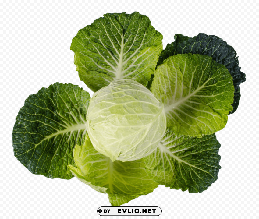 Cabbage Isolated Object On HighQuality Transparent PNG