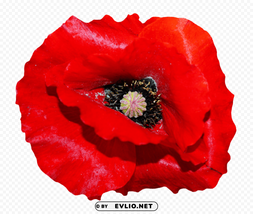 poppy flower PNG transparent elements complete package