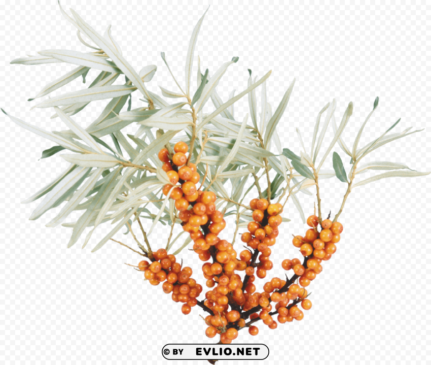 PNG image of sea buckthorn PNG transparency images with a clear background - Image ID b3377cdd