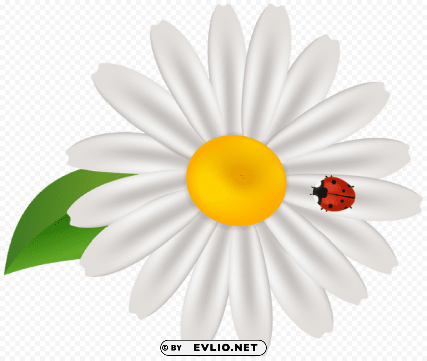 Spring Flower With Lady Bug Transparent PNG Graphic With Isolated Object