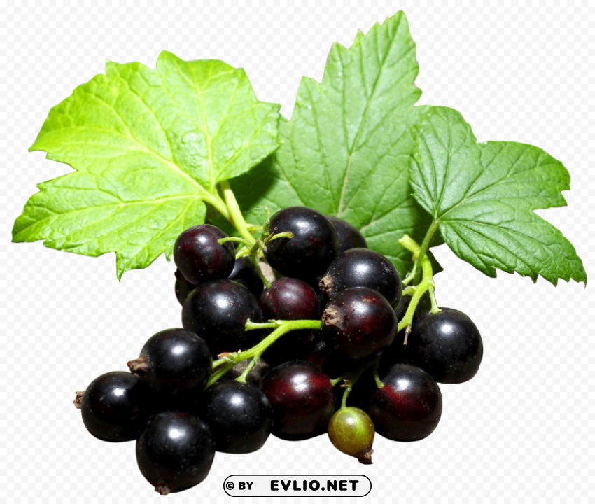 Black Currant PNG images with alpha transparency wide selection