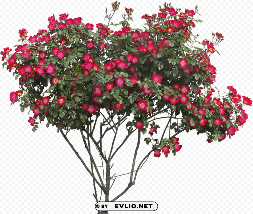 bush with flowers Free PNG download no background