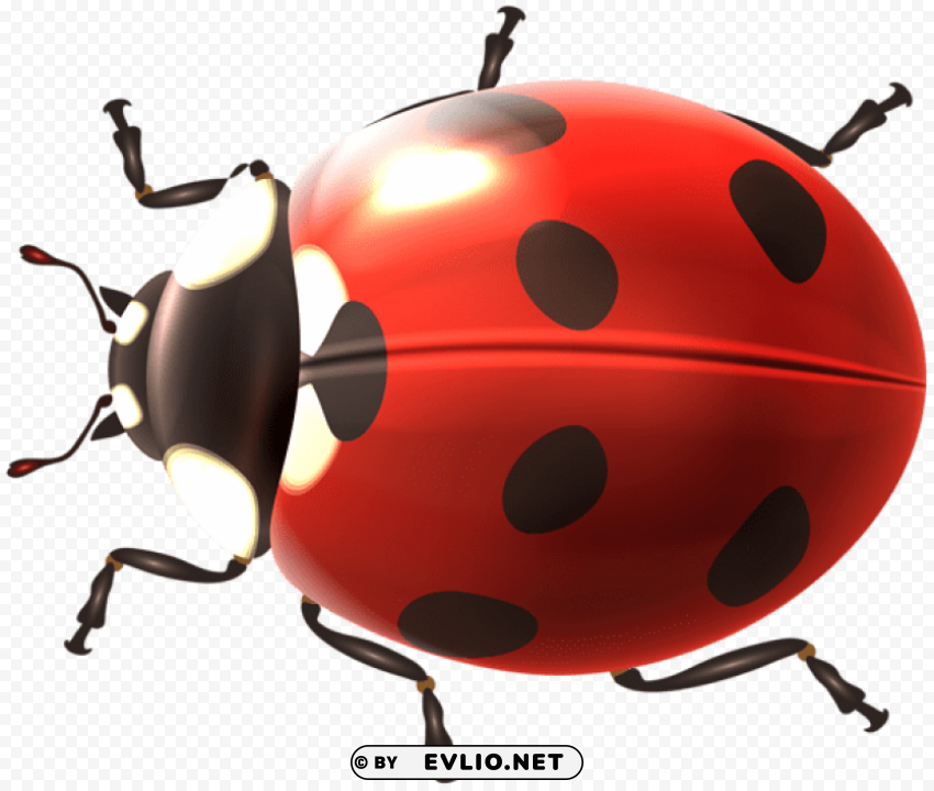 PNG image of ladybug Transparent PNG photos for projects with a clear background - Image ID 11baad74
