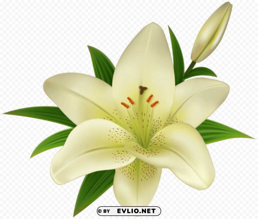 lilium transparent Free PNG images with alpha channel compilation