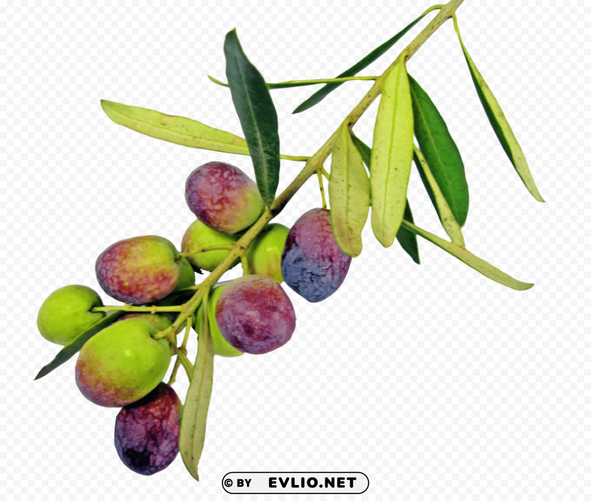 olive with leaves PNG images with transparent layer