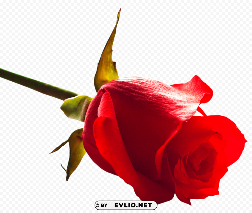 rose PNG images with transparent canvas variety