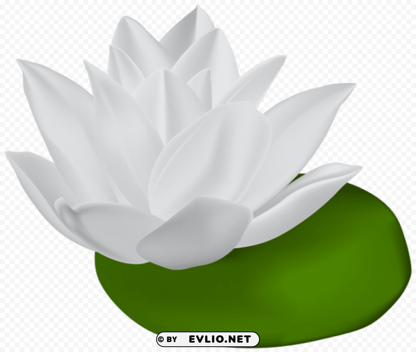 white water lily transparent PNG images with alpha transparency wide selection