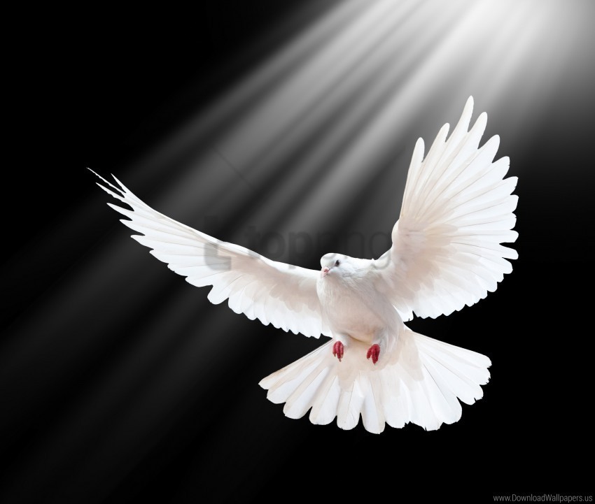 black background dove freedom light scale wings wallpaper PNG images with alpha channel selection