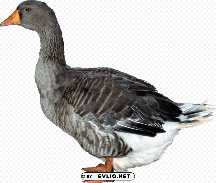 duck PNG Image with Isolated Element png images background - Image ID d5904106