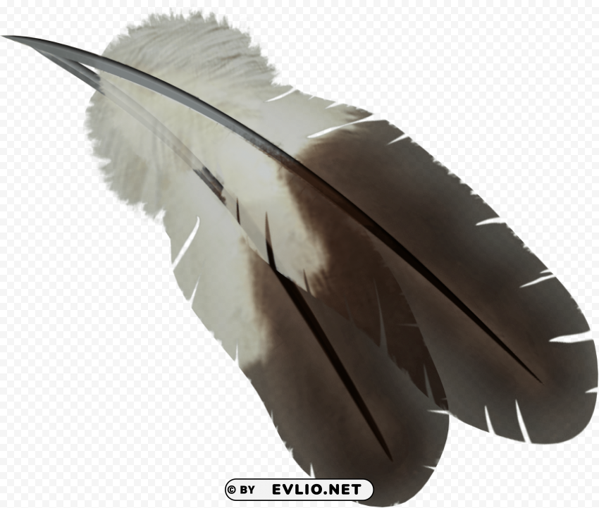 Feather PNG With Transparent Bg