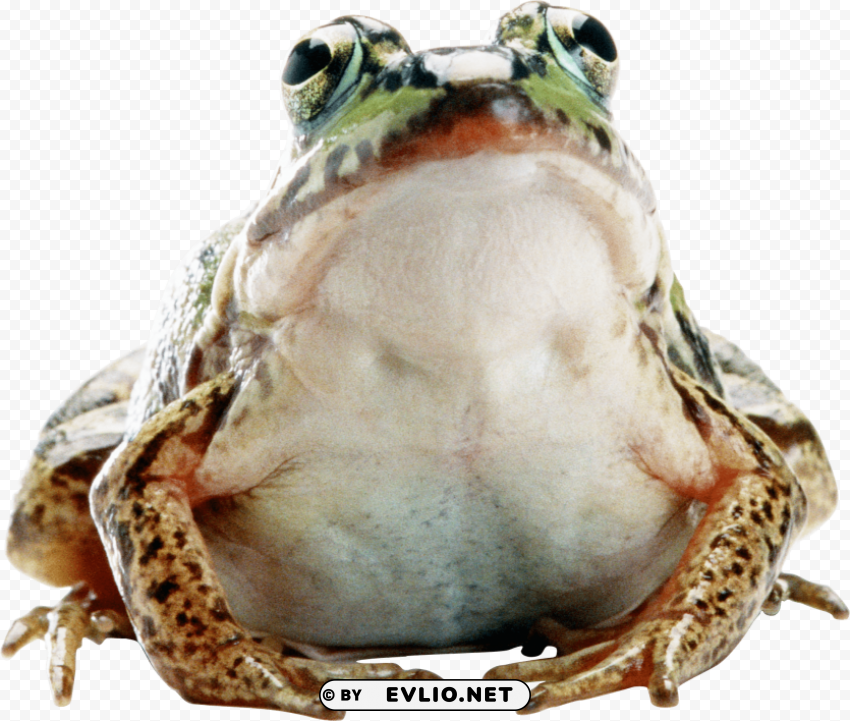 frog Isolated Subject in HighQuality Transparent PNG png images background - Image ID 21da4600