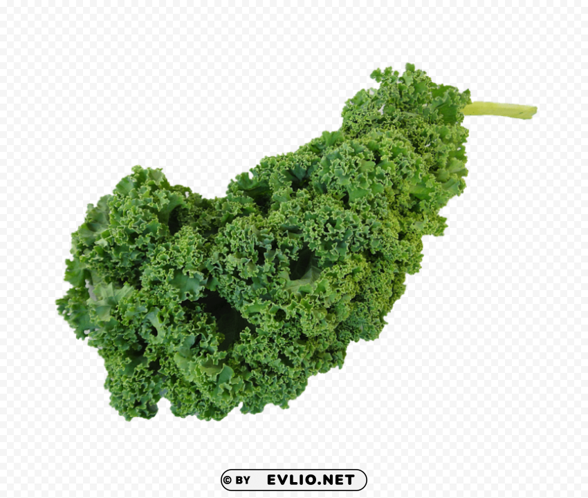 kale Transparent Background Isolated PNG Illustration PNG images with transparent backgrounds - Image ID 0058f0fd