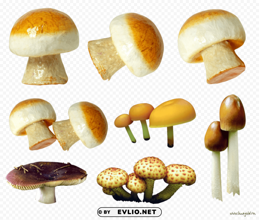 PNG image of mushroom Transparent image with a clear background - Image ID 9b3fd455