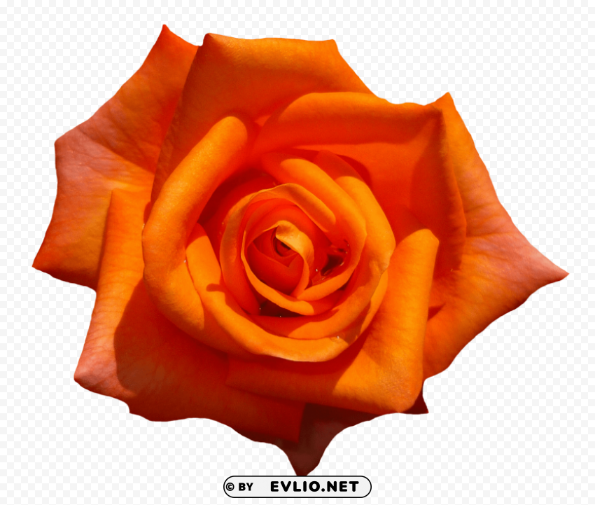 orange rose flower top view PNG with Isolated Object and Transparency