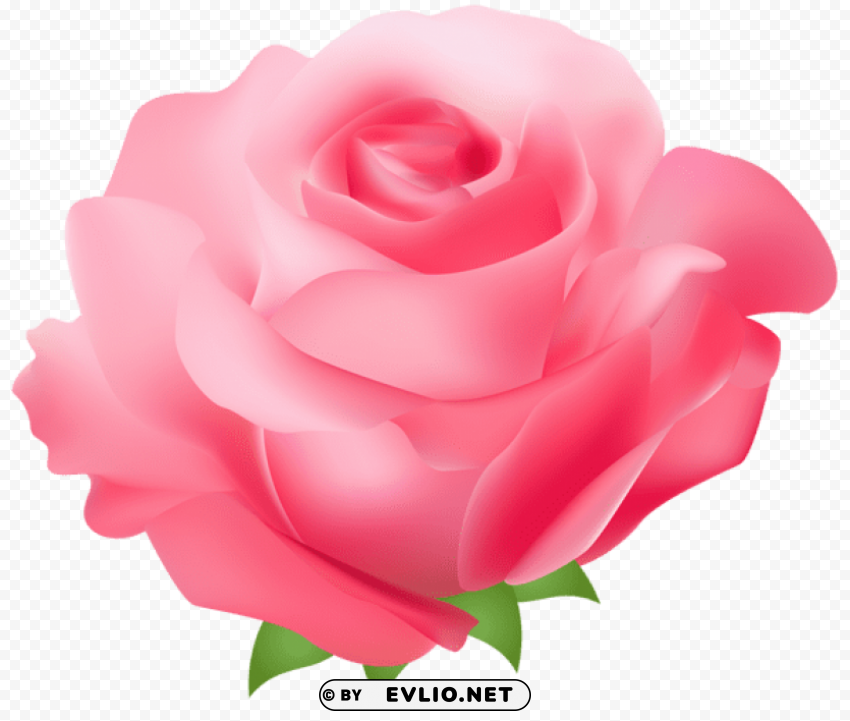 pink rose Transparent background PNG photos