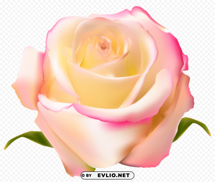 Rose Transparent PNG Pictures Without Background
