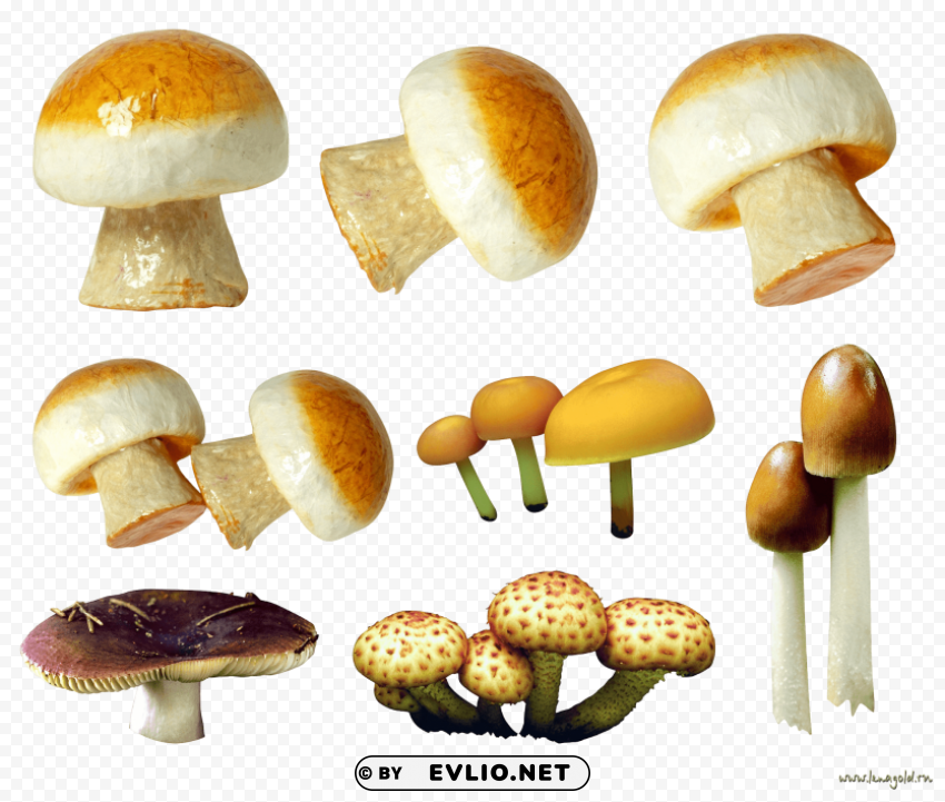 variety of mushrooms PNG files with alpha channel