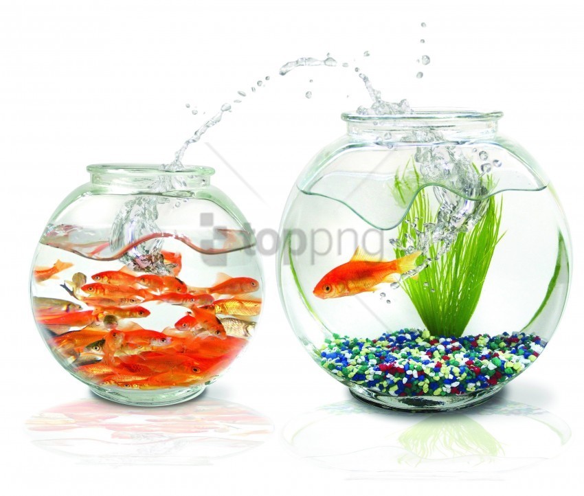 algae aquariums fish pebbles spikes white wallpaper Isolated Element with Clear Background PNG