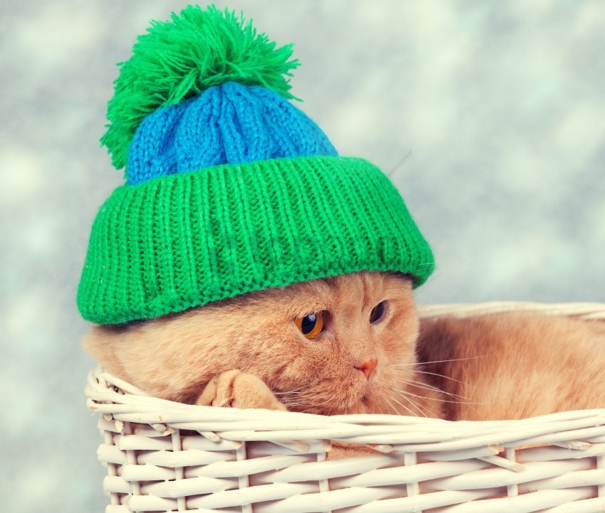 Basket Cat Hat Mug Wallpaper PNG Images With Clear Alpha Layer