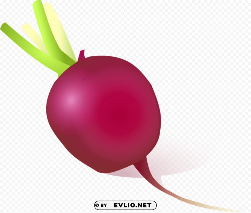 beet PNG Image Isolated with High Clarity