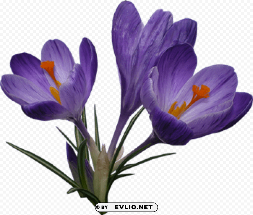 crocus PNG images with no background assortment