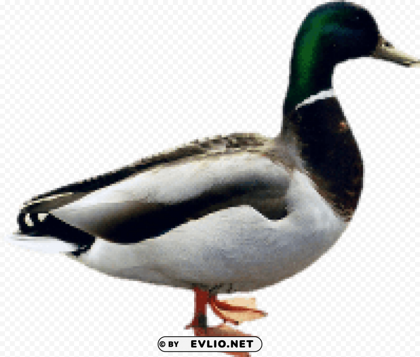 duck PNG Image Isolated on Transparent Backdrop