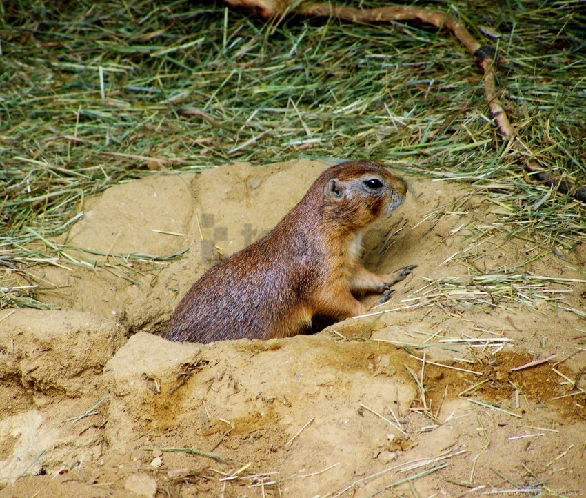 grass mink prairie dog sand wallpaper PNG without watermark free
